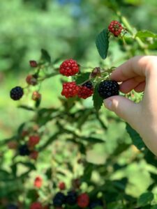blackberry_beer_release