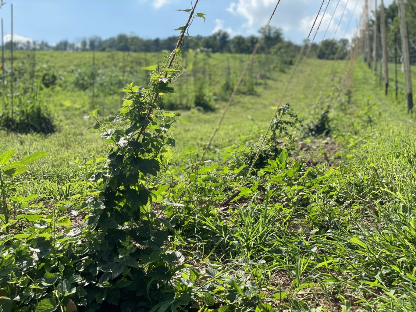 Loudoun County Brewery Dirt Farm Brewing Hop Yard