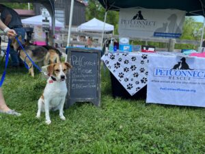 Adoptable Dog at PetConnect rescue booth at the Howl-O-Ween event at dirt Farm brewing