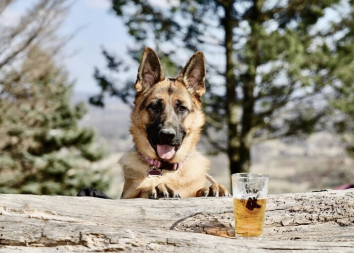 German Shepherd Posing with Dirt Farm Brewing Beer Pints and Paws event