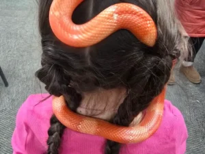 Snack on childs head at Raging Reptiles educational show at dirt farm brewing