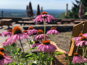 Flowers on the patio at Dirt Farm Brewing create a relaxing atmosphere for yoga