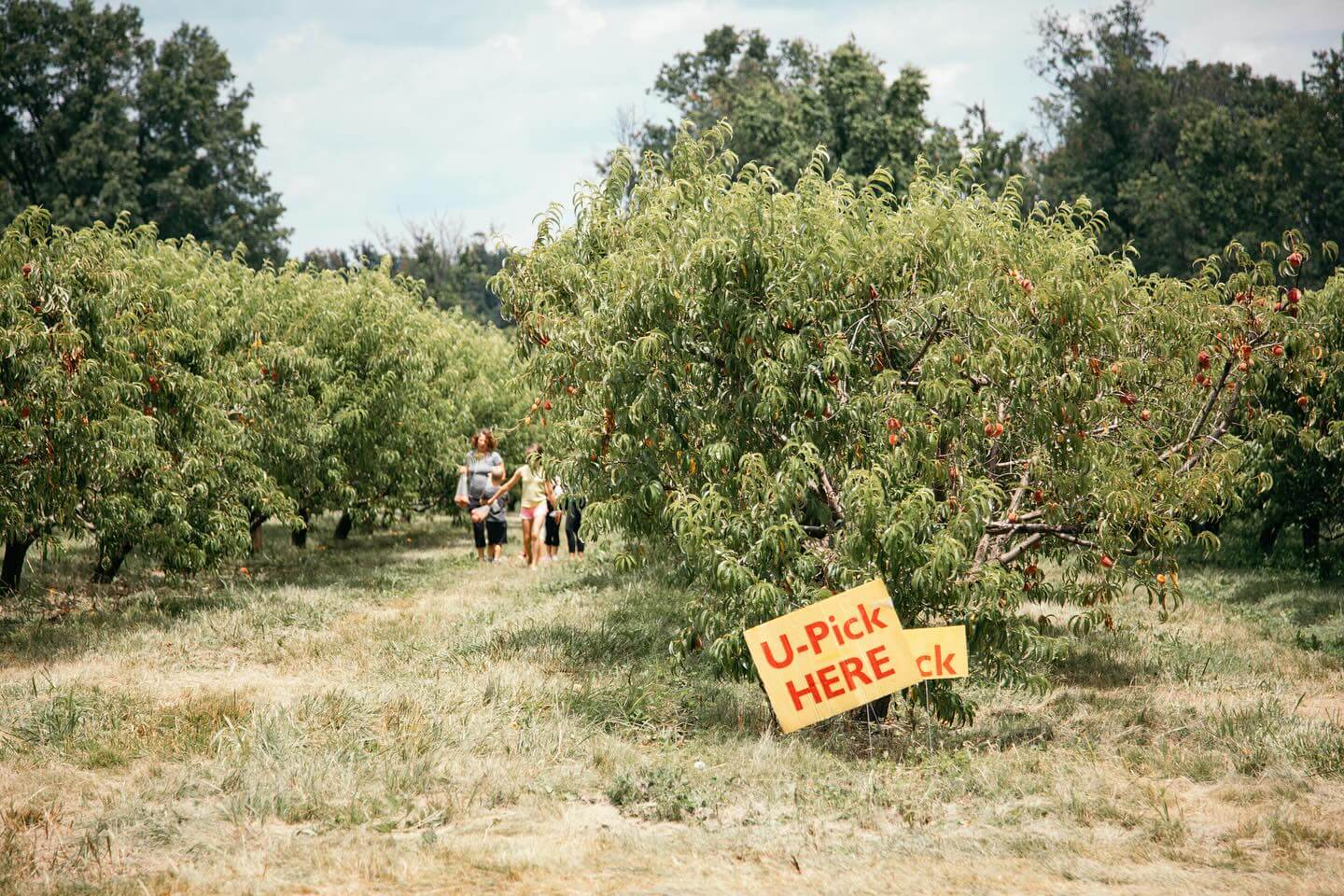 U-Pick Peach field at Great Country Farm in Loudoun County, Virginia