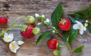 fresh strawberries picked and laid on a table