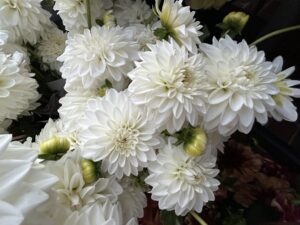 Dahlia Dream Flower Workshop with Walking Wind farm and florist