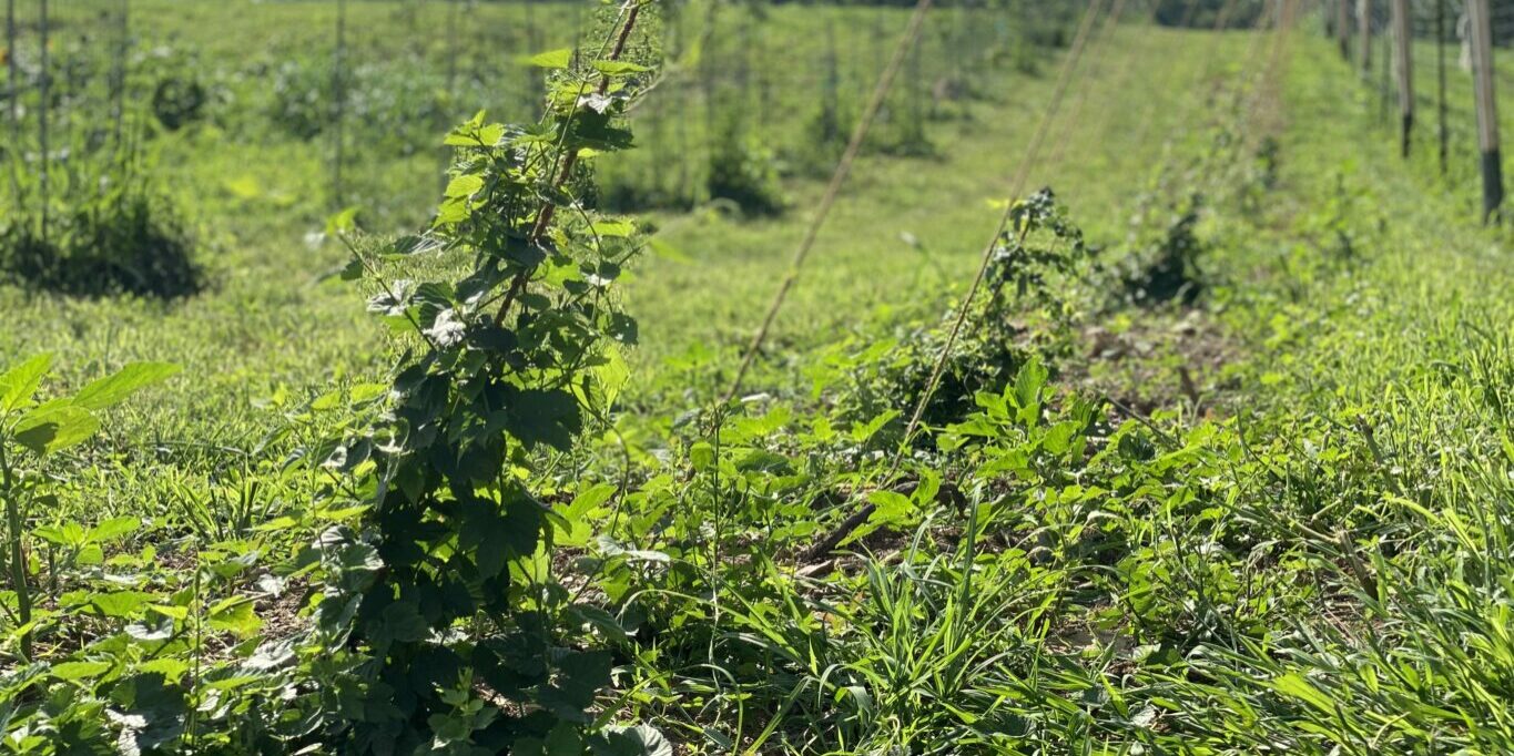 Loudoun County Brewery Dirt Farm Brewing Hop Yard